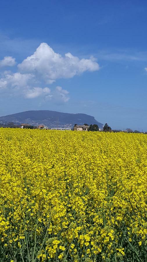 Villetta Del Conero Porto Recanati Exteriör bild